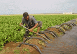 fellahtrade-irrigation.gif