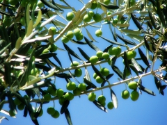 secteur-huile-olive-maroc.jpg