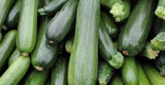 exportations-courgettes-fellahtrade.jpg